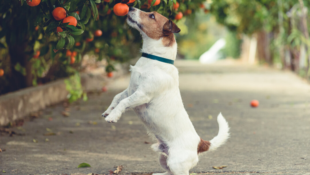 Dogs and outlet fruit